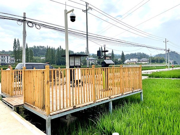 浙江臨安：竹林變稻田，農戶喜開顏