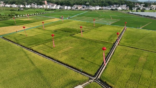 湘東區現代化製種基地，數智賦能讓“贛鄱糧倉”更有底氣！