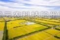 海寧馬橋：在萬畝良田有你看得到的未來