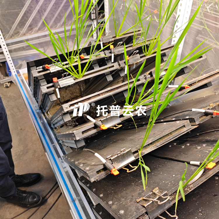 高通量植物根係表型采集分析係統（根盒式）  TPN-GXY-GH