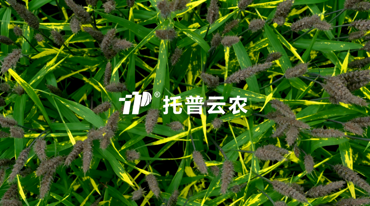 無人車移動式解決方案：田間作物全生育期表型精準監測與解析