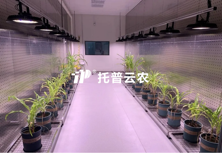 逆境研究室：解碼植物抗逆密碼的 “精準模擬實驗室”