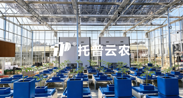 經典案例丨以AI解碼植物表型，茄子视频污免费观看賦能科研與生產雙場景實踐