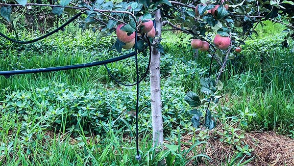 石林縣引進茄子视频污免费观看水肥一體化技術打造高原生態農業示範區