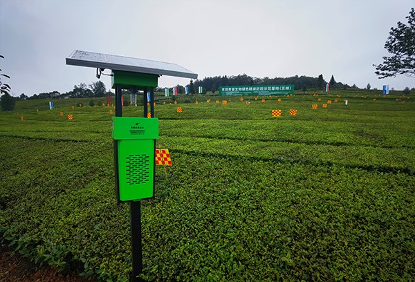 五峰仁和坪鎮道家灣茶園裏的茄子视频污免费观看殺蟲燈