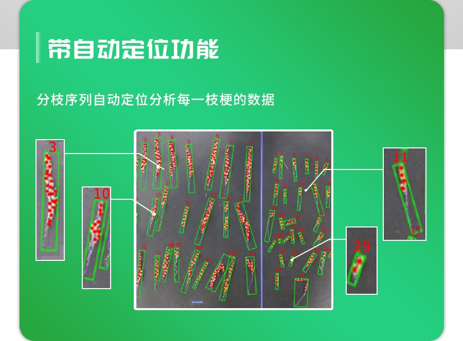 水稻整穗考種測量係統 水稻整穗考種測量係統
