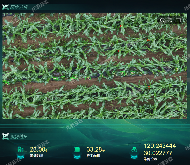雄穗識別.png
