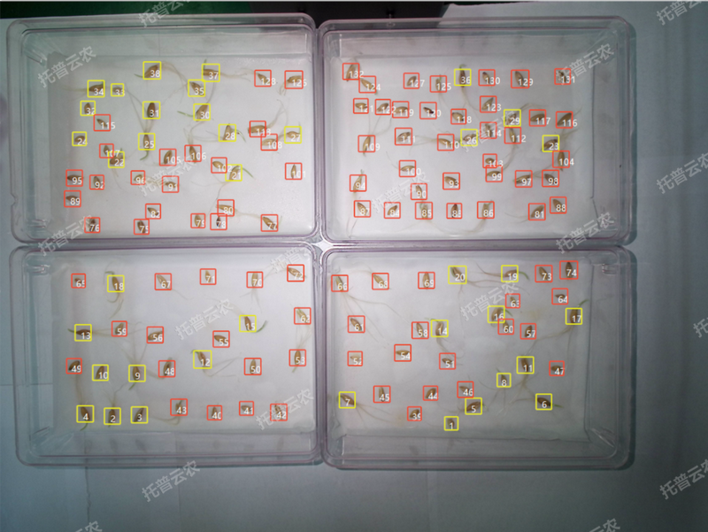 發芽率識別-高通量植物環境調控+高通量茄子视频懂你更多污智能萌發鑒定係統.png