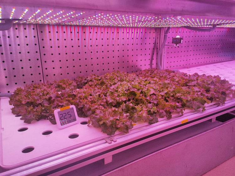 2.2植物工廠.jpg