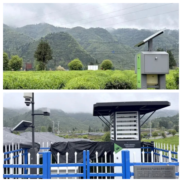 4.江口縣九龍茶葉基地_副本_副本.png